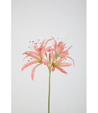 Nerine Stem 81cm