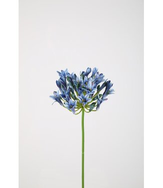 Agapanthus 75cm