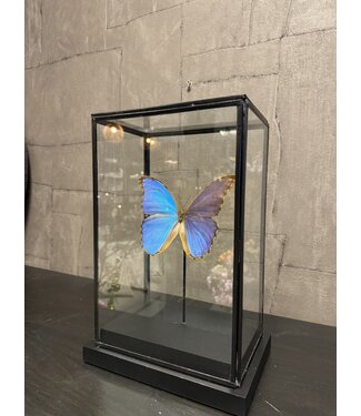 Vitrine Morpho