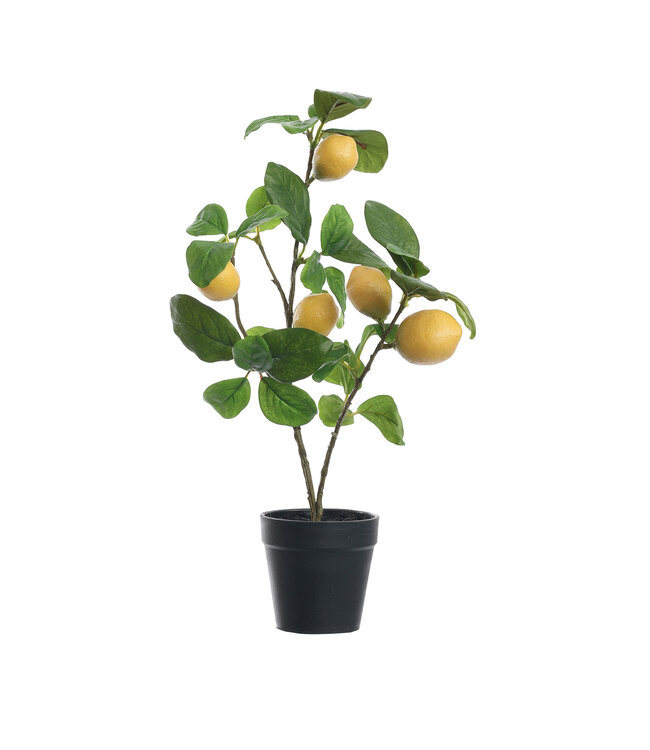 Citroenplant in pot 45CM geel