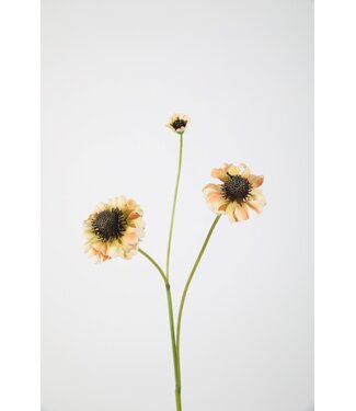 Helenium Spray 70cm