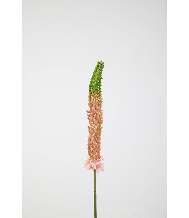 Eremurus Stem 84cm pink