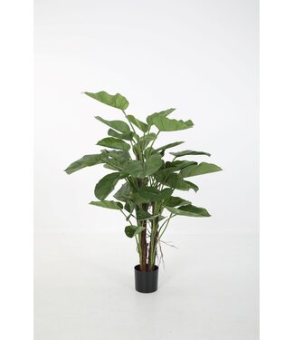 Pothos Plant x2 w/40lvs 100cm