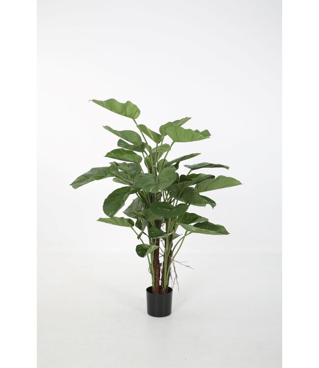 Pothos Plant x2 w/40lvs 100cm