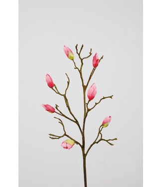 Magnolia Tree Bud Stem 86cm