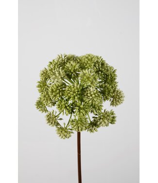 Angelica Stem 98cm dia 21 cm