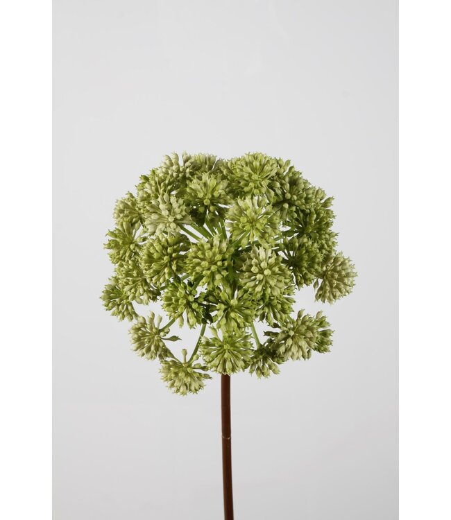 Angelica Stem 98cm dia 21 cm