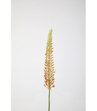 Eremurus Stem 75cm koraal