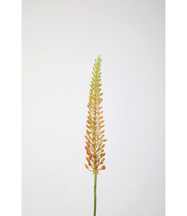 Eremurus Stem 75cm koraal