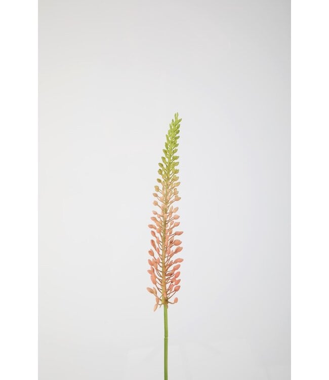 Eremurus Stem 75cm pink