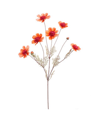 Cosmos spray 92cm orange