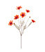 Cosmos spray 92cm orange
