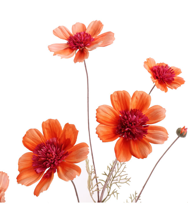 Cosmos spray 92cm orange