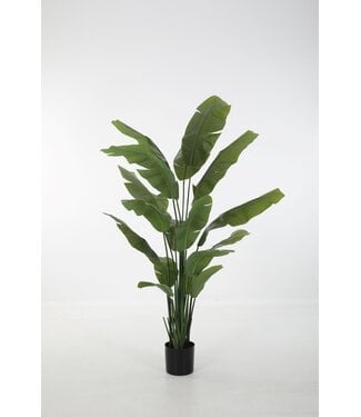 Strelitzia 195cm