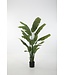 Strelitzia 195cm