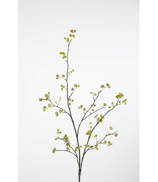 Elm Seed tak 132cm