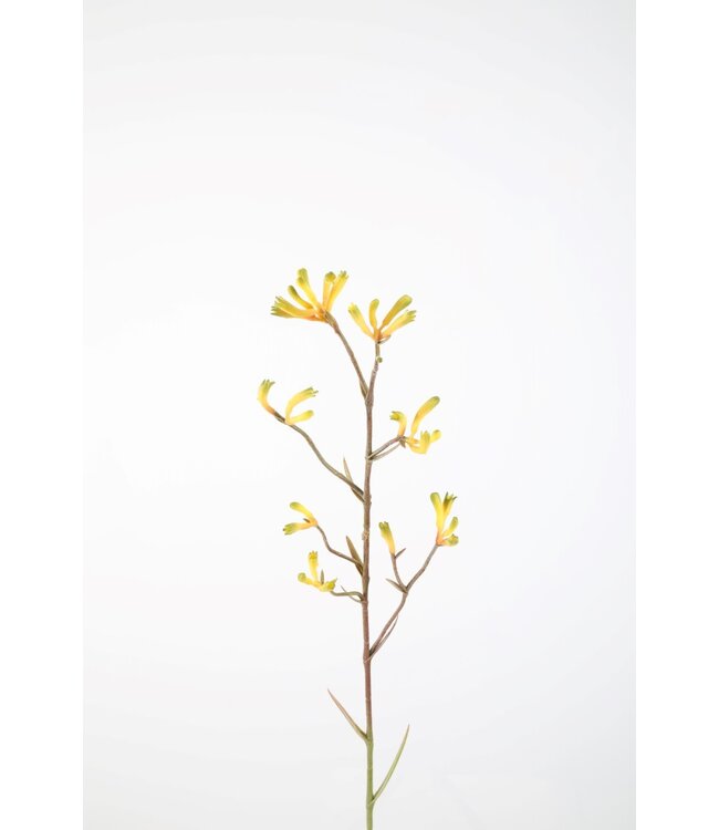 Kangeroo Paw Spray 96cm