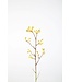 Kangeroo Paw Spray 96cm