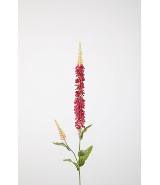 Hyssop Spray 84cm fuchsia