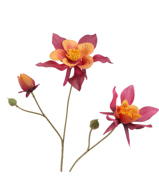 COLUMBINA 104CM BEAUTY