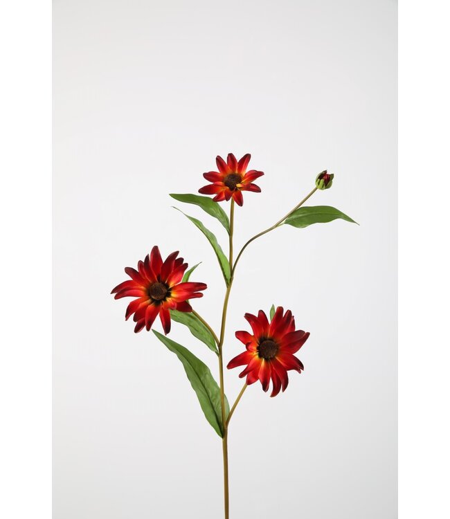 Black Eyes Susan 79cm rood