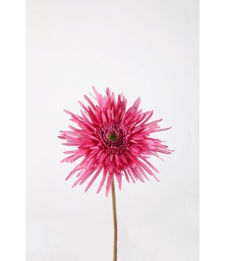 Spider Gerbera Stem 70cm fuchsia