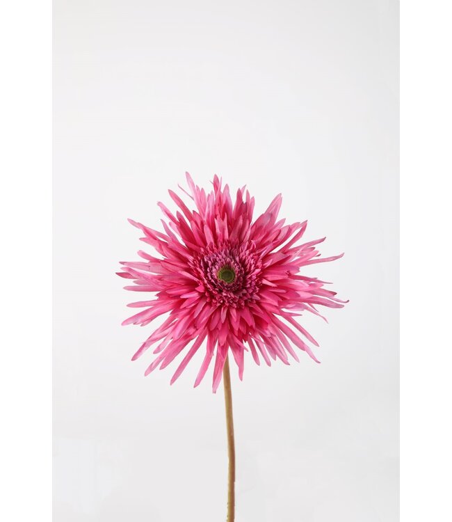 Spider Gerbera Stem 70cm fuchsia