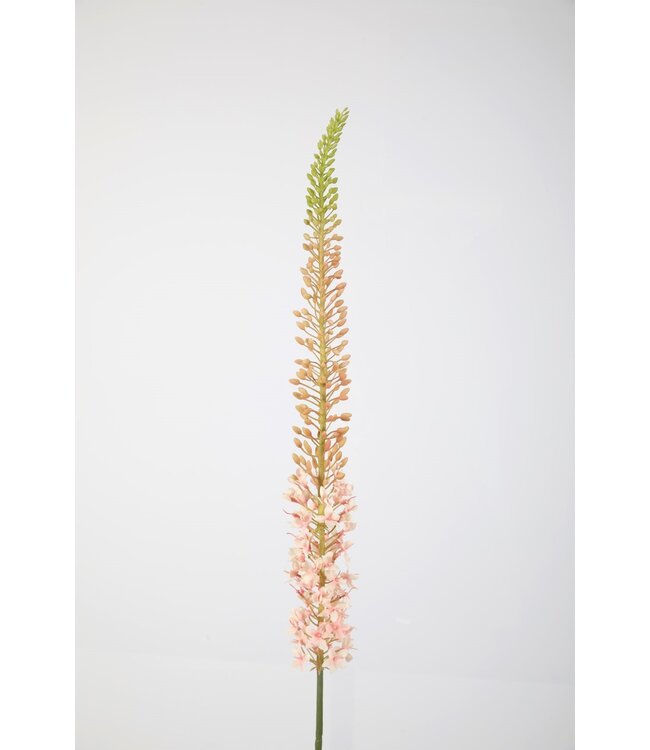 Eremurus Stem 130cm pink