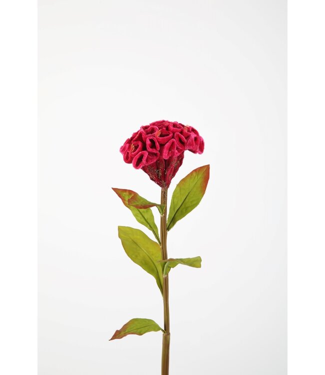 Celosia Spray