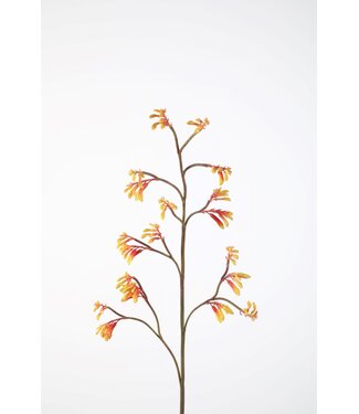 Kangaroo Paw Stem 102cm