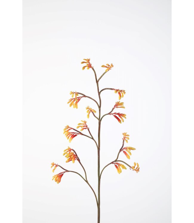 Kangaroo Paw Stem 102cm