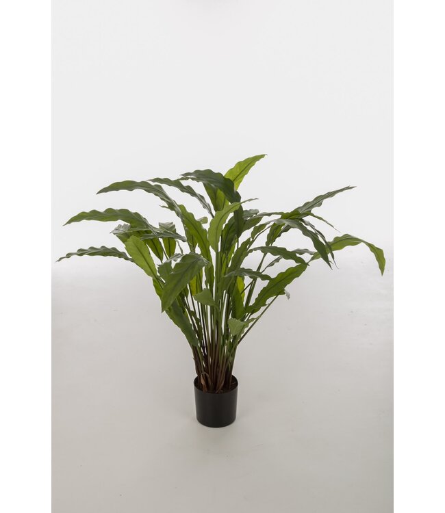 Calathea Potted Bush 82cm