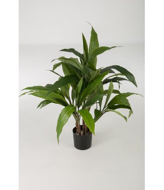 Cordyline Plant x5 22cm