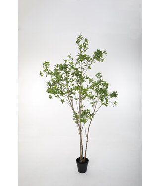 Japonica Tree in pot 240cm