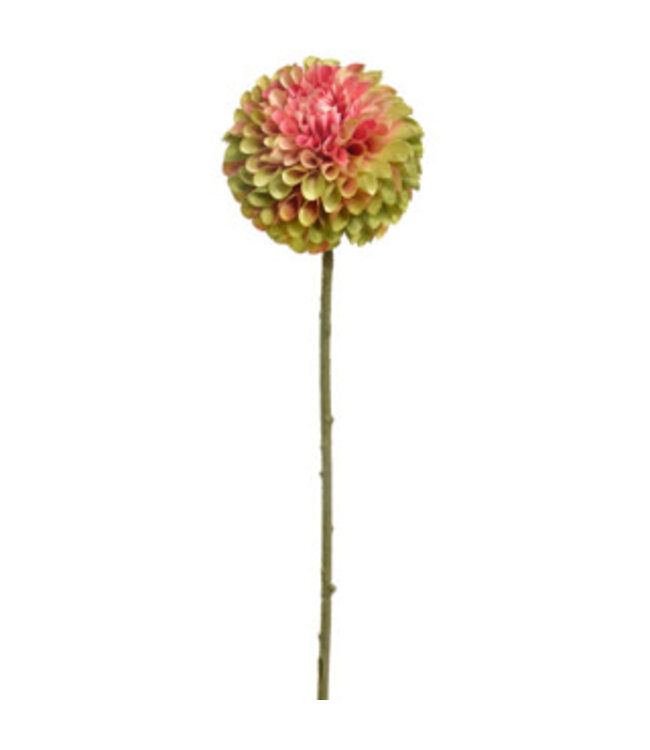 CURLED DAHLIA 64CM GREEN PINK