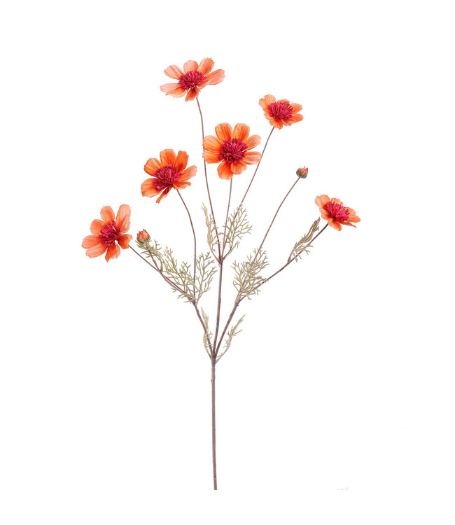 Cosmos spray 92cm orange