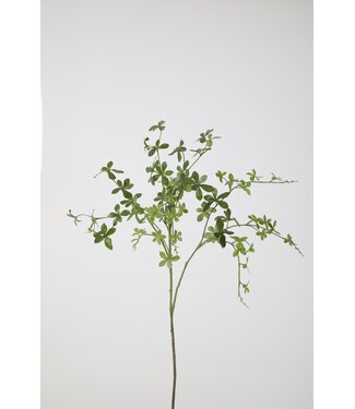 Enkianthus Perulatus lvs Spray 99cm