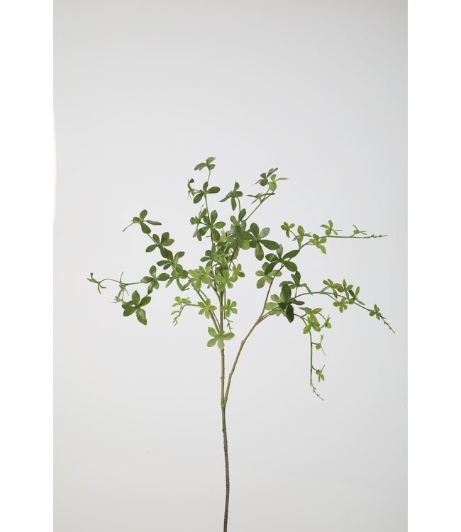 Enkianthus Perulatus lvs Spray 99cm