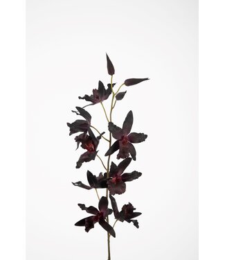 Oncidium Stem 101cm