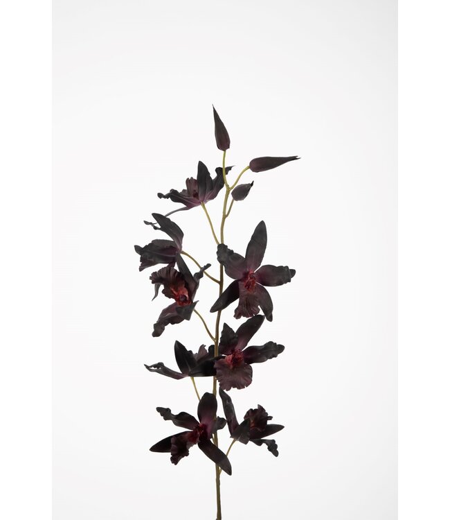 Oncidium Stem 101cm