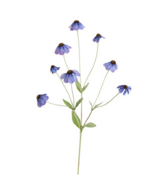RUDBECKIA SPRAY 88CM BLUE