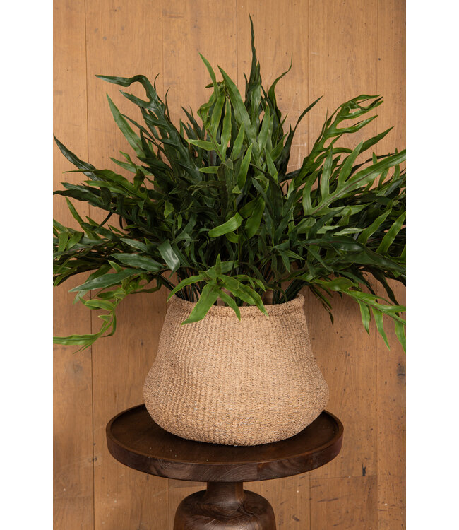 Fern Plant Green thread fern leaf bush