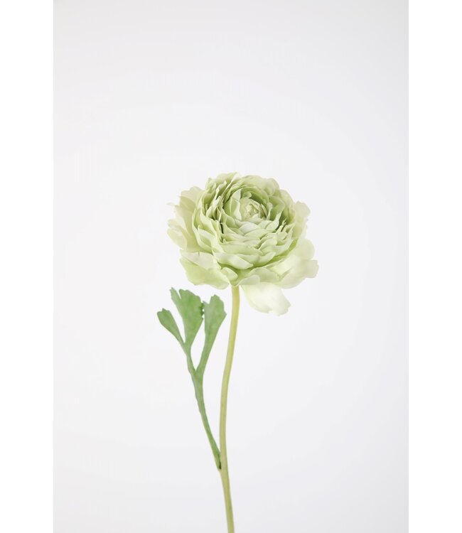 Ranunculus Stem 50cm groen