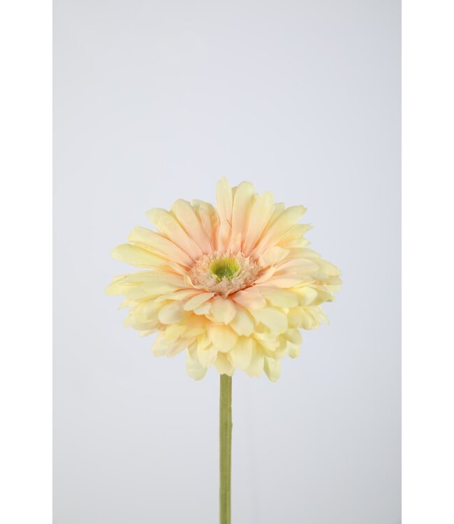 Gerbera Daisy Stem 53cm peach