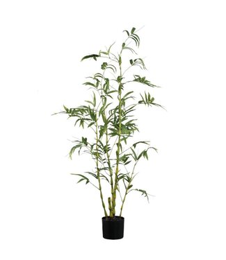 Tree Green bamboo tree in pot