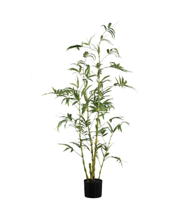 Tree Green bamboo tree in pot