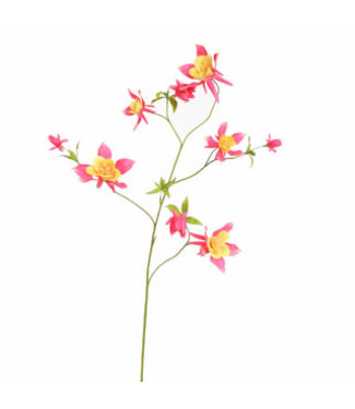 AQUILEGIA SPRAY 104CM BEAUTY