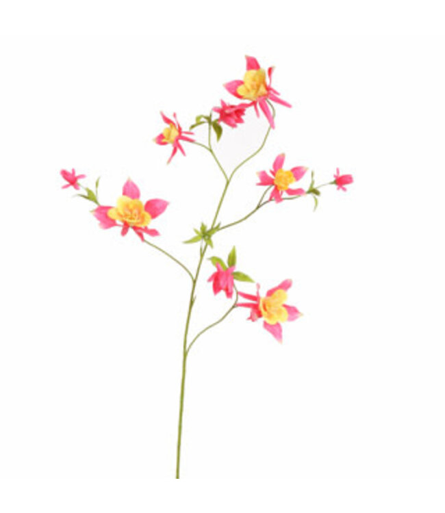 AQUILEGIA SPRAY 104CM BEAUTY