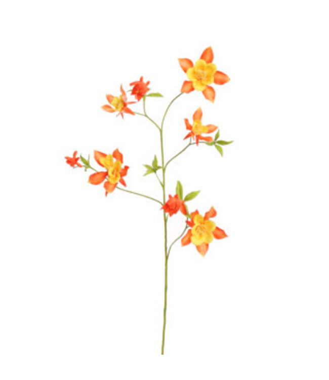 AQUILEGIA SPRAY 104CM ORANGE