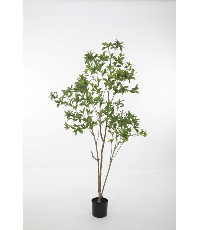 Japonica Tree 210cm